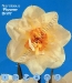 narcissus flower drift.jpg